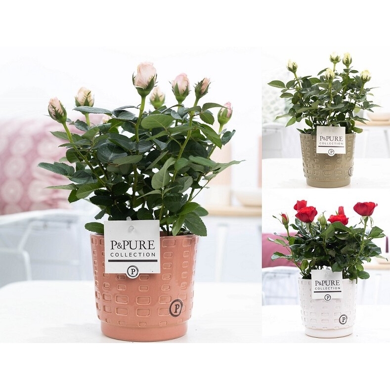 Rose plant Gift