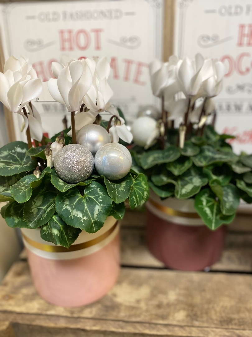 Festive Cyclamen