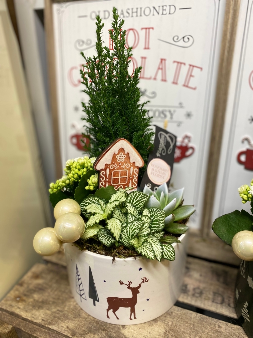 The festive Plant mix