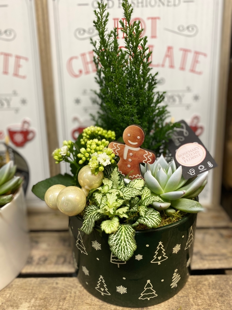 The festive Plant mix