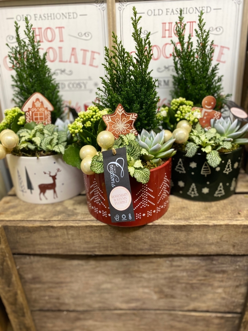 The festive Plant mix