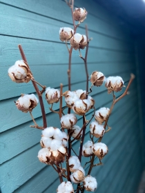 Dried natural cotton stems